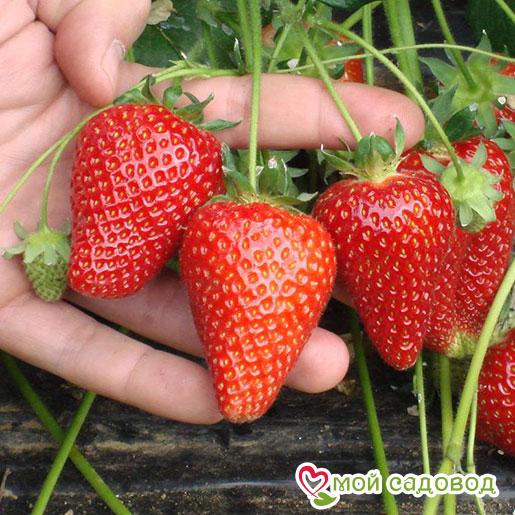 Клубника Сирия