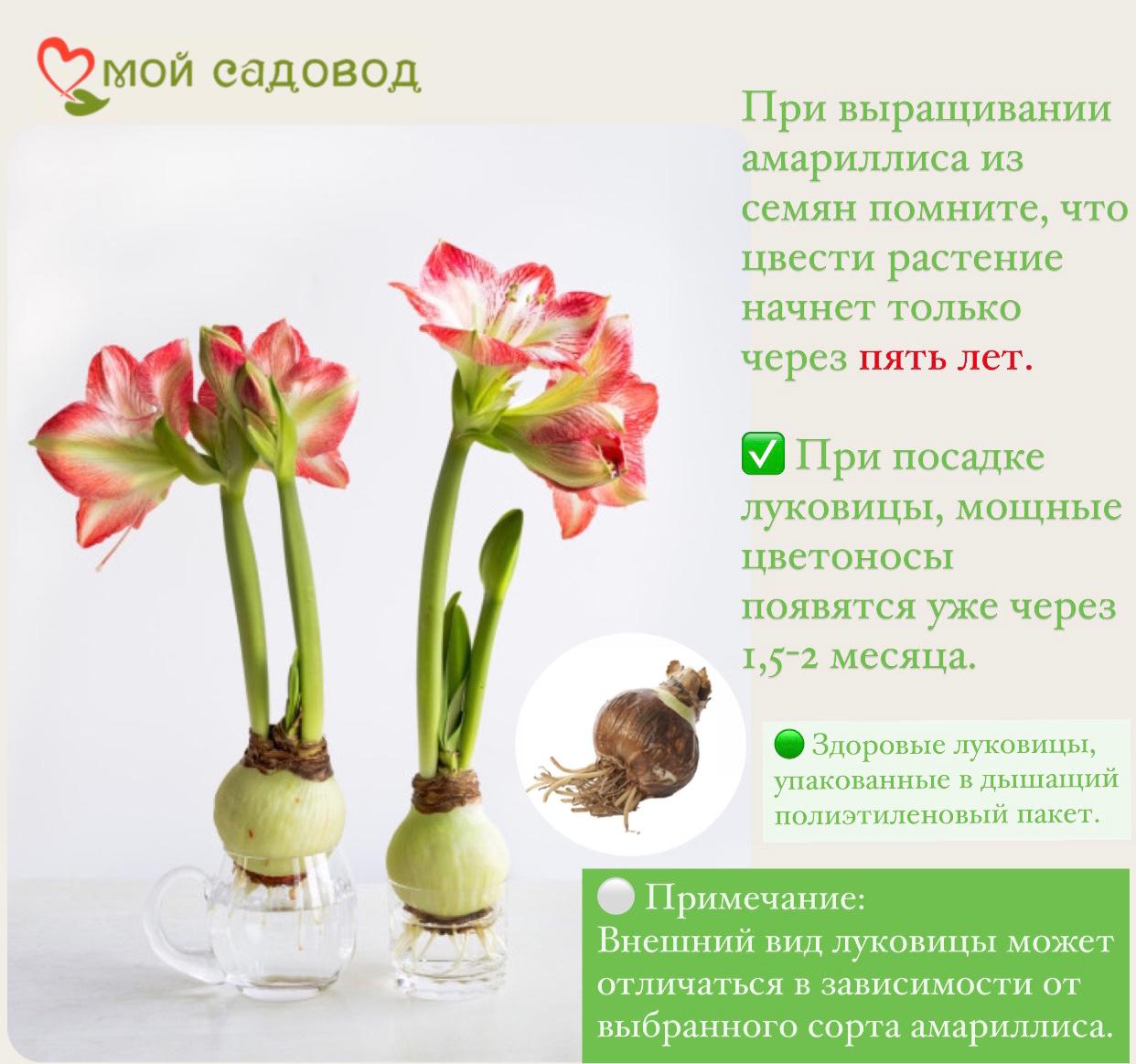 АМАРИЛЛИС БЛЭК ПЕРЛ