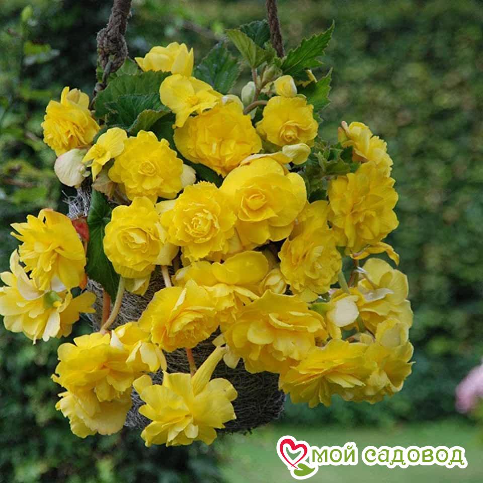 Бегония Пендула Йеллоу