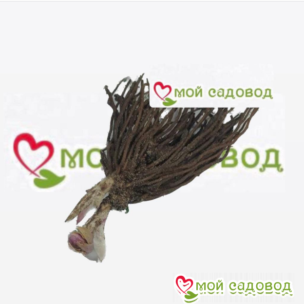 Морозник Сноу Фолли